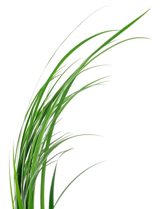 Poster Green grass leaves.