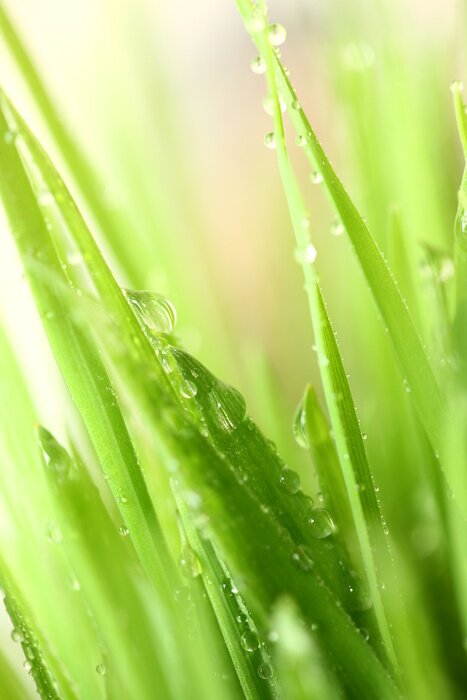 Poster Green grass with water drops