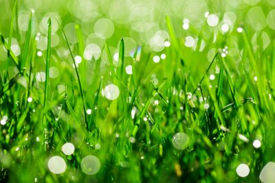 green grass with water drops in sunlight