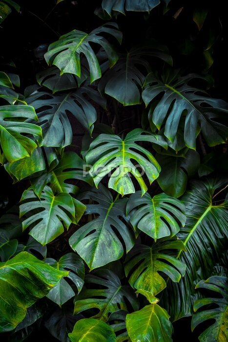 Poster Green leaves of Monstera philodendron, plant growing in botanical garden, tropical forest plants, evergreen vines abstract background.
