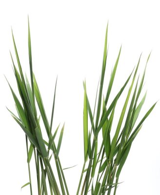 Poster Green reed, cane grass Isolated on white background, clipping path