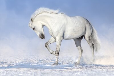 Grijs paard in de sneeuw