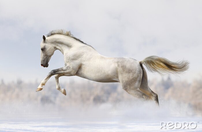 Poster Grijs paard met wuivende staart