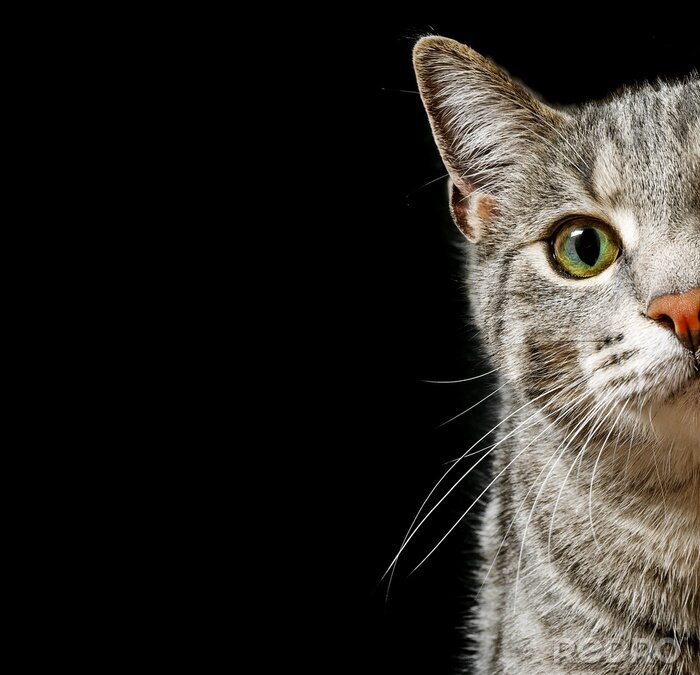 Poster Grijze kat met groene ogen