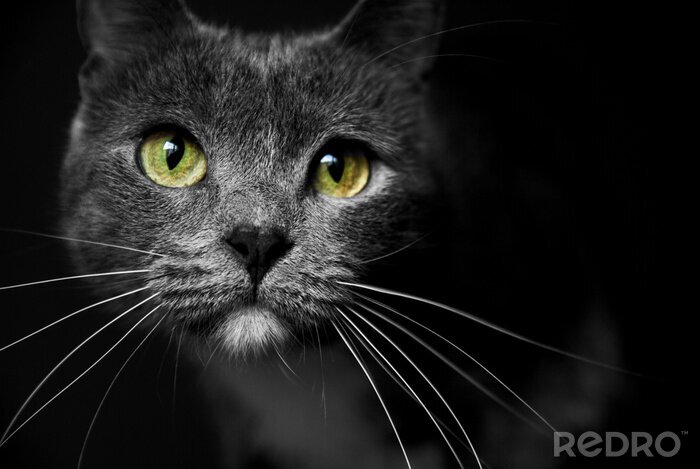 Poster Grijze kat op een donkere achtergrond