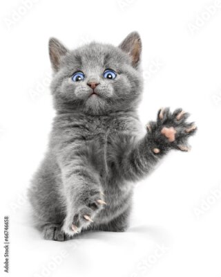 Poster Grijze kitten op een witte achtergrond