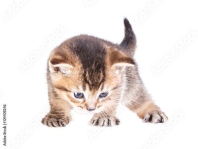 Poster Grijze kitten op een witte achtergrond