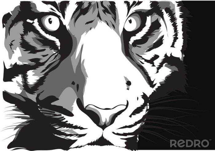 Poster Grijze tijger