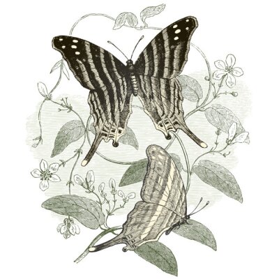 Poster Grijze vlinders
