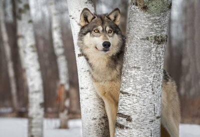 Poster Grijze wolf in het bos