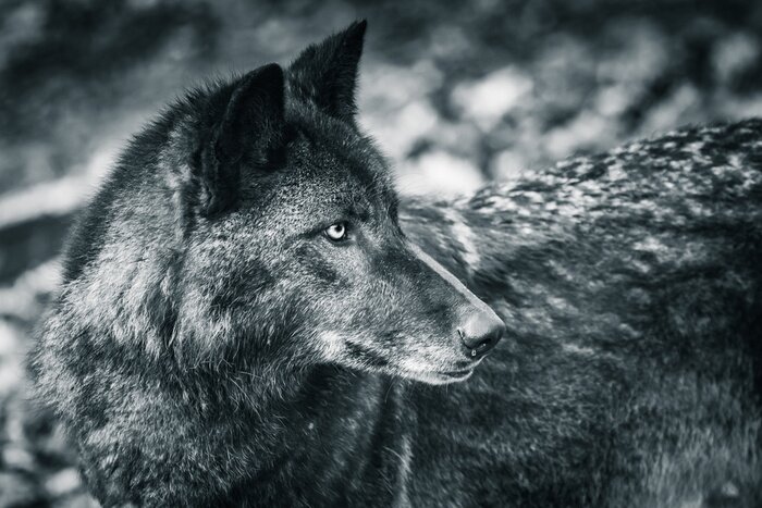 Poster Grijze wolf omgekeerd