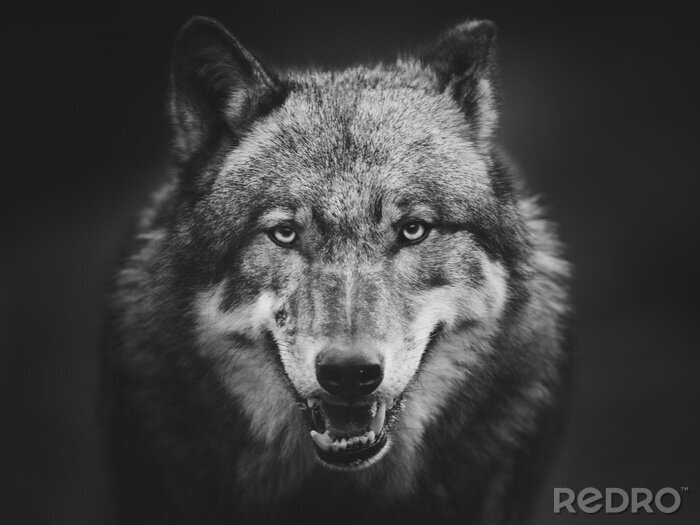 Poster Grijze wolf op een donkere achtergrond