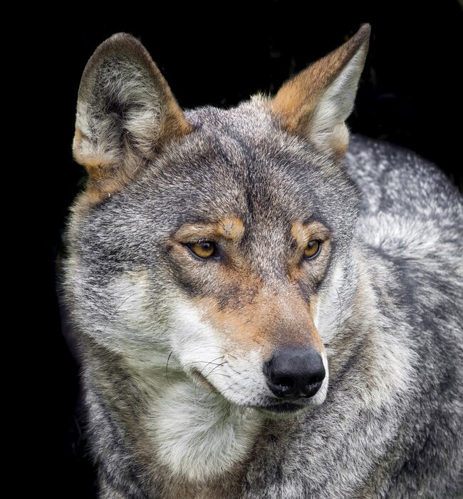 Poster Grijze wolf op een zwarte achtergrond