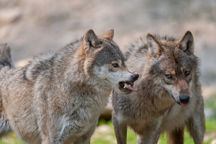 Poster Grijze wolven met tanden