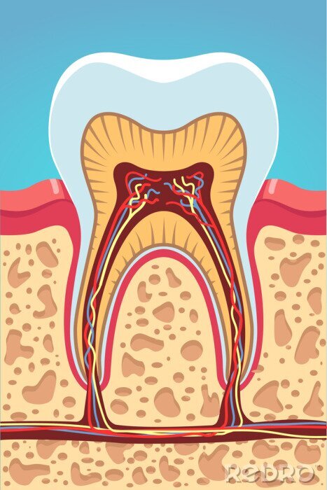 Poster Grinder tooth, gum, scull structure cross section