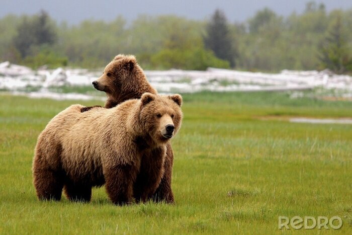 Poster Grizzly Bear Mom and Cub
