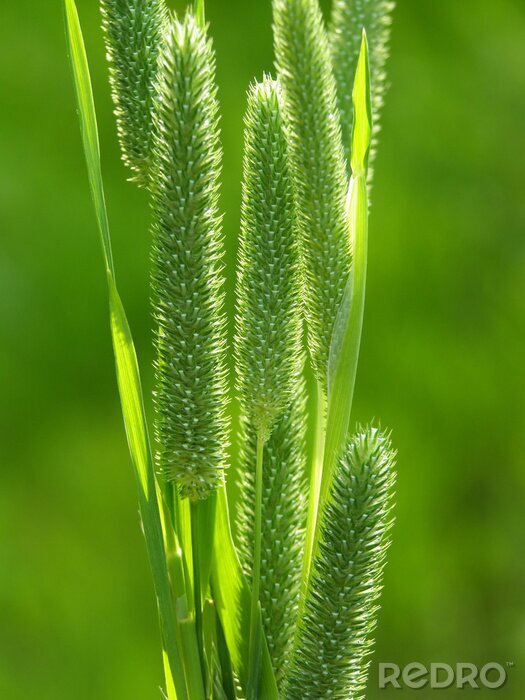 Poster Groen gras