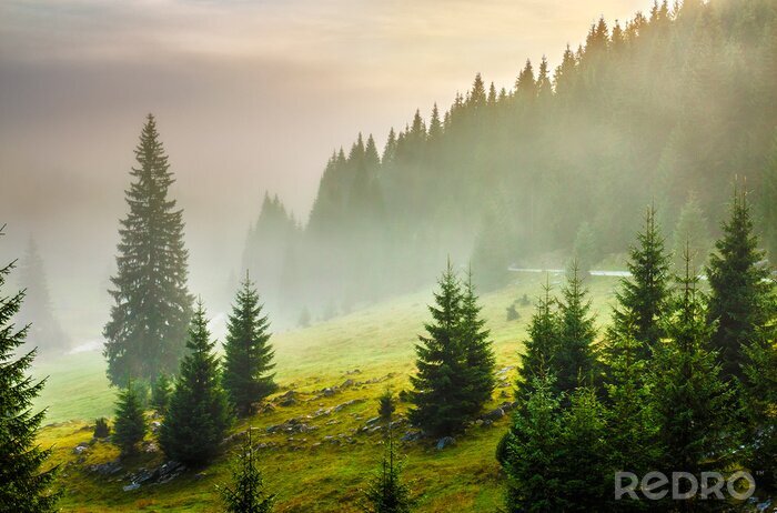 Poster Groen gras en bomen op een berghelling