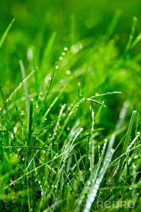 Poster Groen gras met waterdruppeltjes op de bladeren. Gazon. Morning versheid