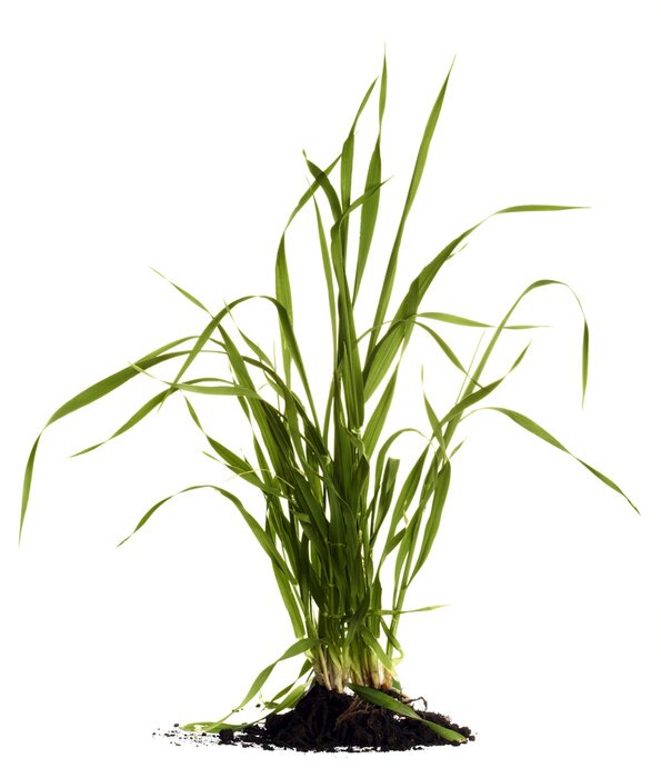 Poster Groen gras met wortels op een witte achtergrond