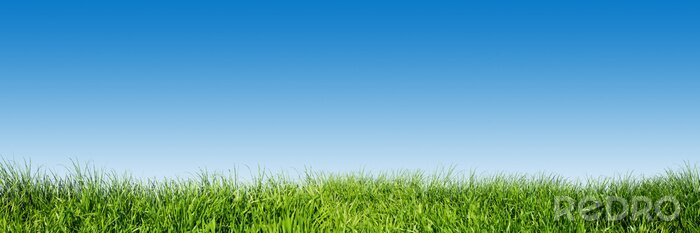 Poster Groen gras op heldere blauwe hemel, de lente natuur thema. Panorama