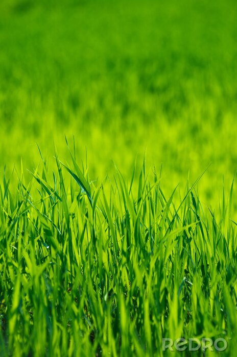Poster Groen gras textuur van een veld