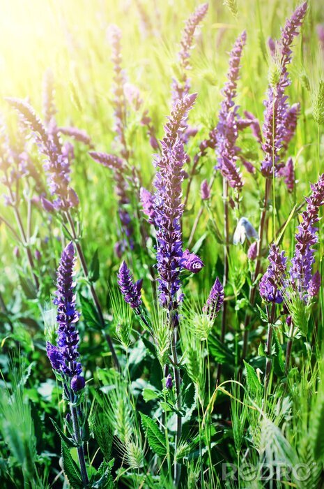 Poster Groen-paars patroon met de natuur