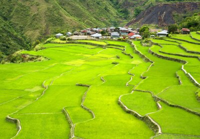 Groen rijstveld