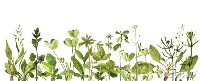 Poster Groene akkerplanten