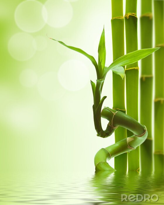Poster groene bamboe