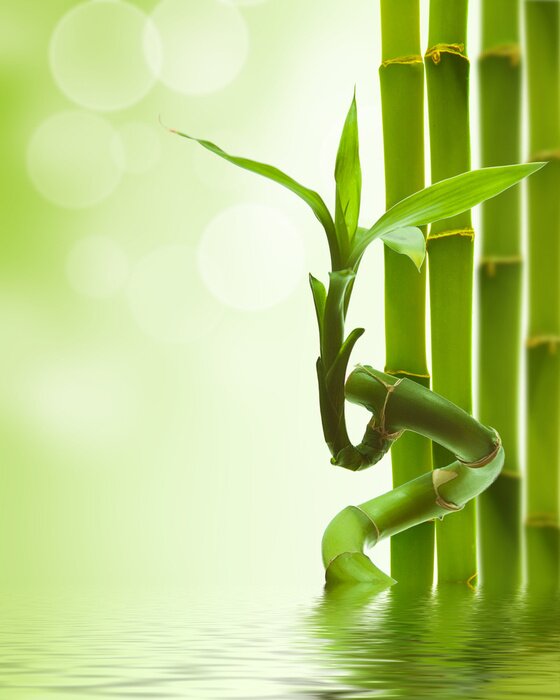 Poster groene bamboe