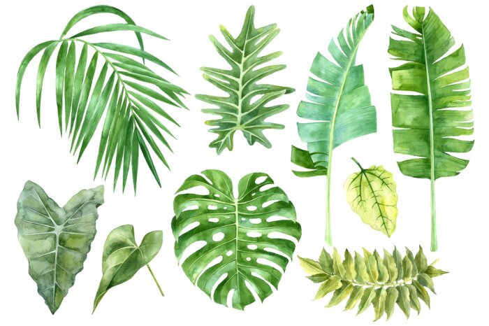 Poster Groene banaan, monstera en palmbladeren in een aquarel editie