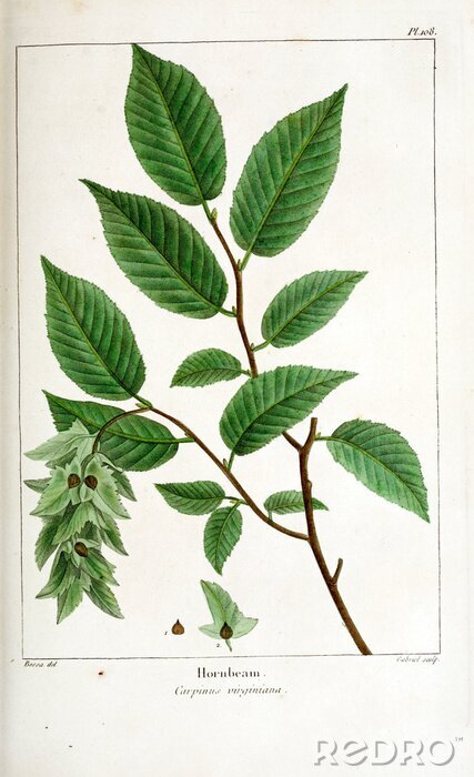 Poster Groene bladeren botanische illustratie