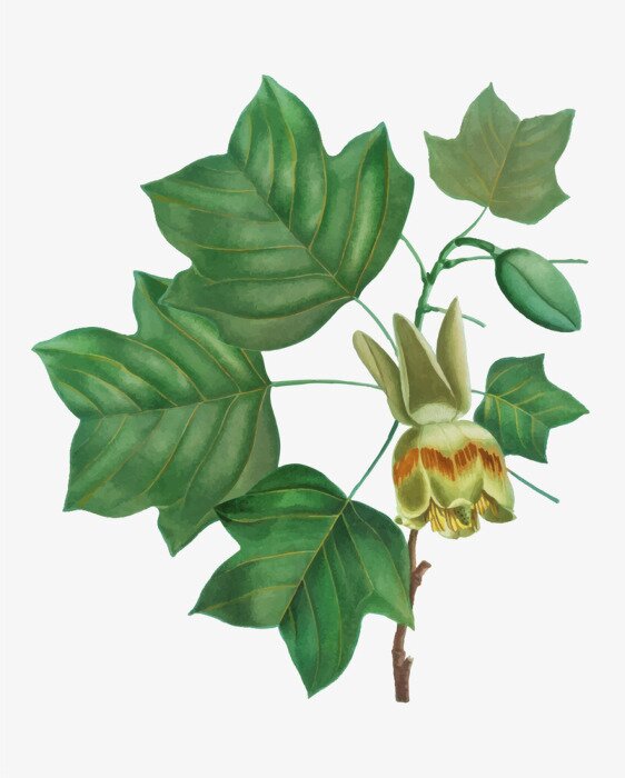 Poster Groene bladeren op een tak van de tulpenboom