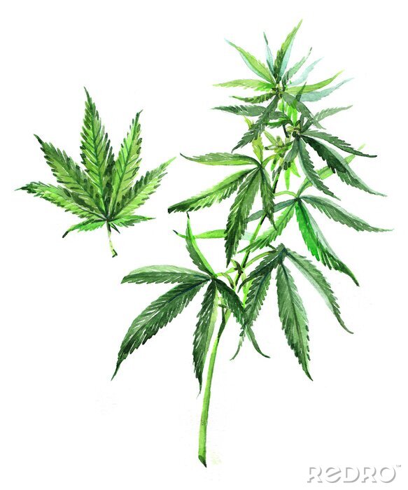 Poster Groene bladeren van medicinale cannabis