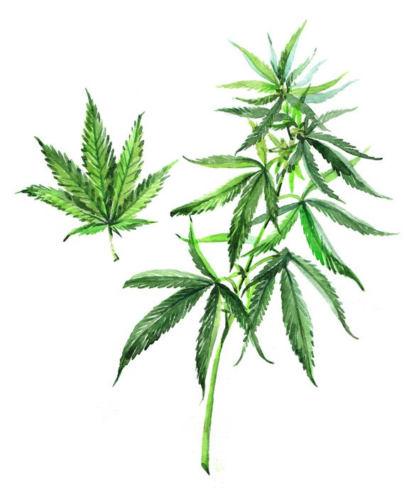 Poster Groene bladeren van medicinale cannabis