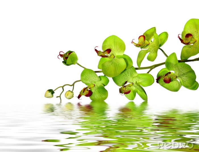 Poster Groene bloem in water