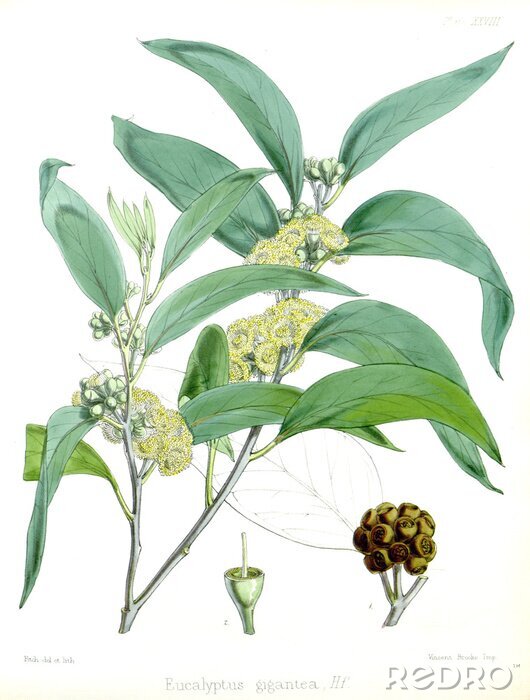 Poster Groene bloemen botanische tekening