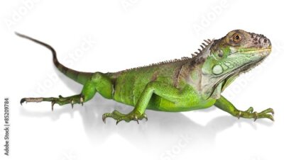 Poster Groene hagedis op een witte achtergrond