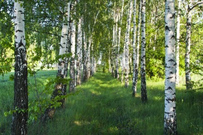 Groene natuur en berken