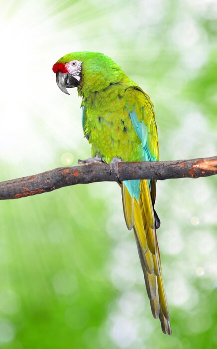 Poster Groene parkiet op een heldere achtergrond