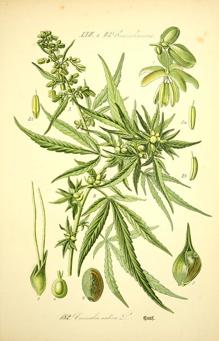 Poster Groene plant en zijn ontwikkelingsstadia