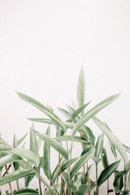 Poster Groene planten in een rustige compositie