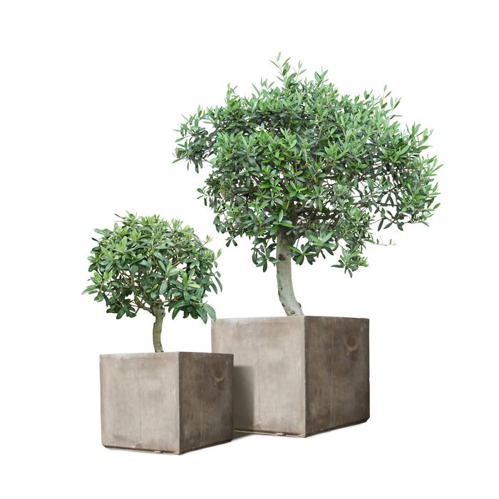 Poster Groene planten in zeshoekige potten