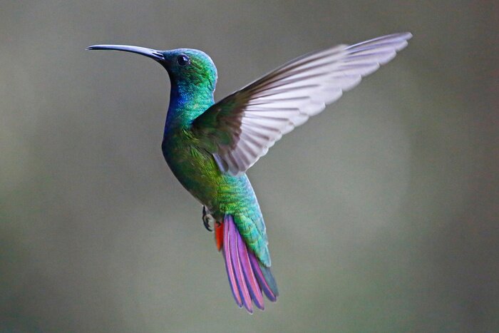 Poster Groene vogel met gespreide vleugels