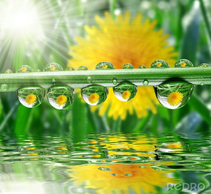 Poster Groene waterdruppels en paardenbloemen