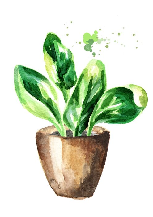 Poster Groene waterverfbladeren in een bruine pot