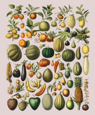 Poster Groenten en fruit op vintage illustratie