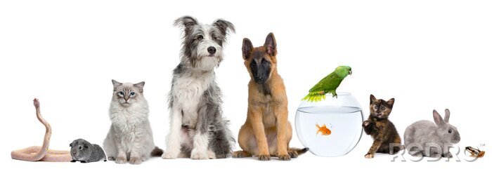 Poster Groep huisdieren met hond, kat, konijn, fret, vis, kikker, rat