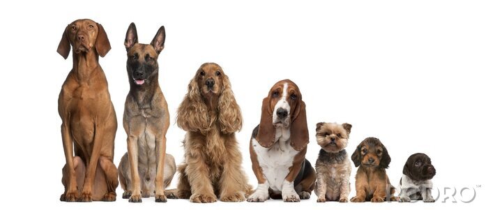 Poster Groep van bruine honden zitten, van groter naar kleiner